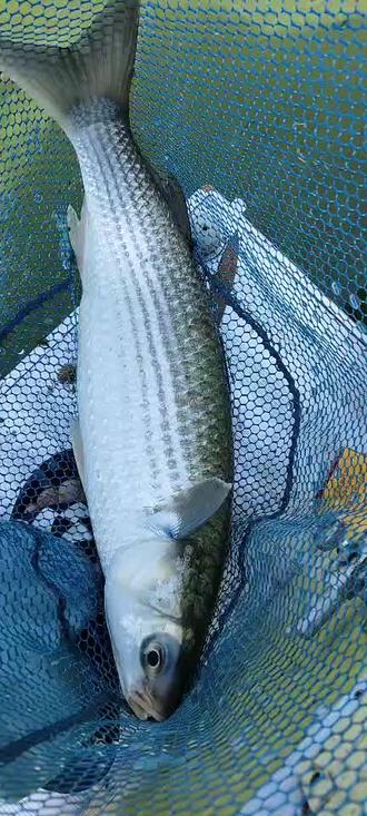 鲻鱼冲劲就是大