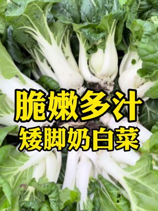 小豆芽家庭菜园的主页 抖音 小豆芽家庭菜园的主页 抖音