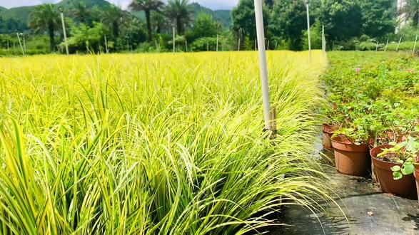 治愈系风景 #金叶石菖蒲 #观赏草 - 抖音