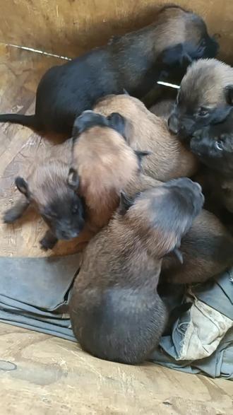 半个月的小马犬