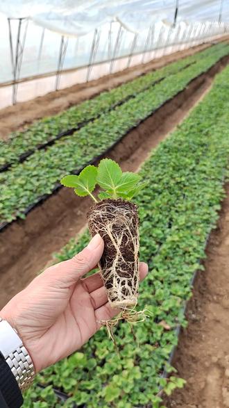 越秀草莓苗种苗基地口感好早熟草莓品种