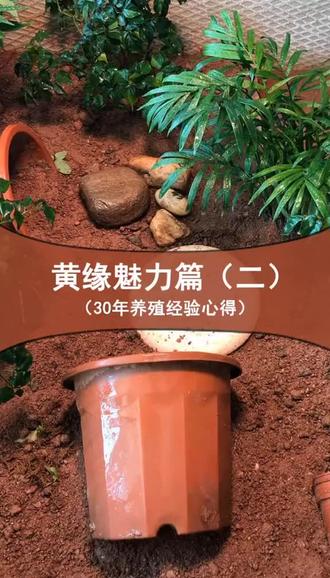 蜜蜂几天喂一次 8cb2a61af9c7466297e86e5f2986840c~tplv-dy-resize-origshort-autoq-75:330.jpeg?x-expires=2005099200&x-signature=R57cI3QFmzQHsyBT%2FvQQaML%2B7XA%3D&from=3213915784&s=PackSourceEnum_AWEME_DETAIL&se=false&sc=cover&biz_tag=pcweb_cover&l=20230719125416D3A240A368B63F05D55A