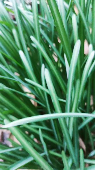 彼岸花未开 彼岸花未开花之前的样子 彼岸花未开是什么意思 抖音 彼岸花未开 彼岸花未开花之前的样子 彼岸花未开是什么意思 抖音