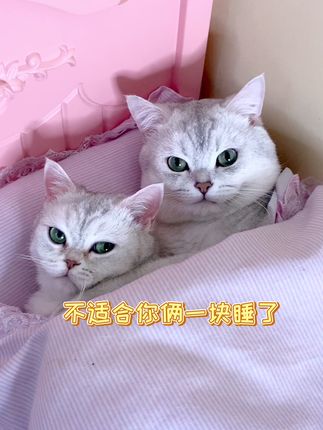 小豆花的主页 人气视频创作者 抖音 小豆花的主页 人气视频创作者 抖音