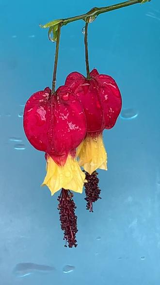 好欣慰07我养的红萼苘麻花又开了,别名:红心吐金,灯笼花,巴西宫灯花