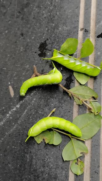 新型糖宝毛毛虫