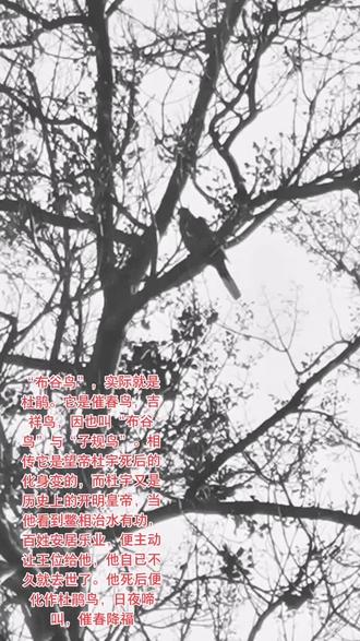 布谷鸟叫是什么意思 c0821c1268e84c619cae224c4087626a~tplv-dy-resize-origshort-autoq-75:330.jpeg?x-expires=2002618800&x-signature=bHVfCnIwgo2hNNWk93dmkTF4ldo%3D&from=3213915784&s=PackSourceEnum_AWEME_DETAIL&se=false&sc=cover&biz_tag=pcweb_cover&l=20230620195254326E349A6BE9A6116857