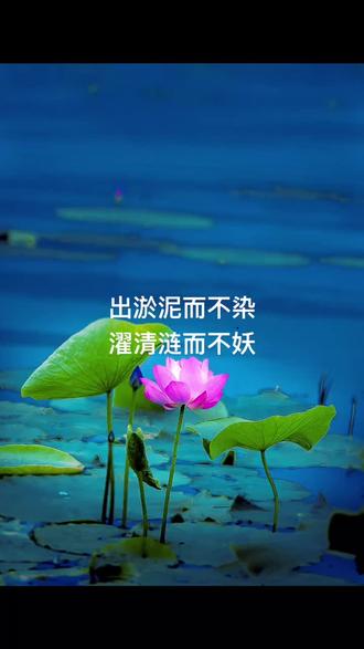 荷塘美景 #出淤泥而不染 - 抖音