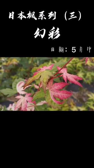 枫23 日本枫幻彩枫 Windy枫 抖音 枫23 日本枫幻彩枫 Windy枫 抖音