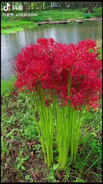 彼岸花又名曼珠沙华它的花语是见花不见叶花叶永不相见象征着永恒的