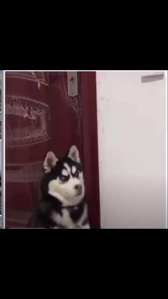Husky singing 2025 chop suey