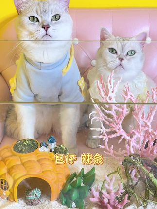 小豆花的主页 人气视频创作者 抖音 小豆花的主页 人气视频创作者 抖音