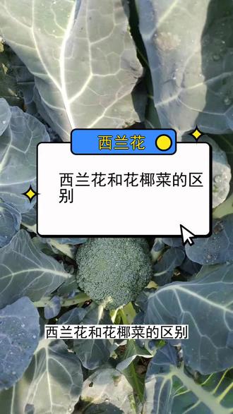 炒肉丝需要什么酱才好吃 ogExQyBAEBEH6ge2OuIAvfhAajzbaaBBJNbvWN~tplv-dy-resize-origshort-autoq-75:330.jpeg?x-expires=2012331600&x-signature=DVZyvF%2B0V8f%2FXYQYY77lWlG8FMY%3D&from=3213915784&s=PackSourceEnum_AWEME_DETAIL&se=false&sc=cover&biz_tag=pcweb_cover&l=202310110545116CE611B226C4083D6008